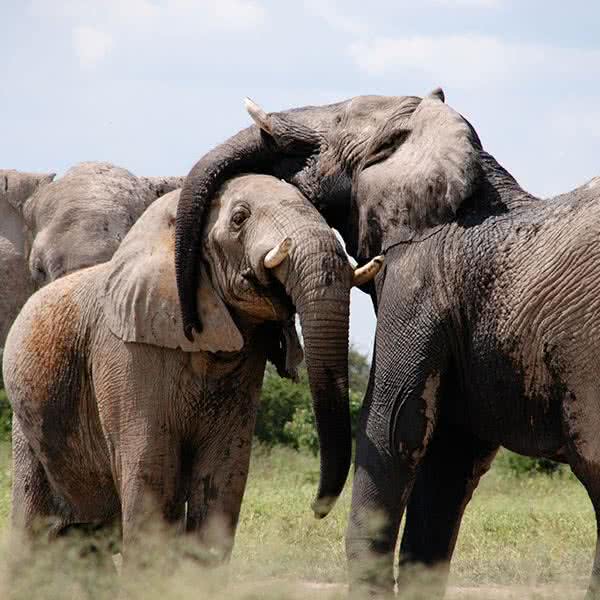 Safari privado en Kenia